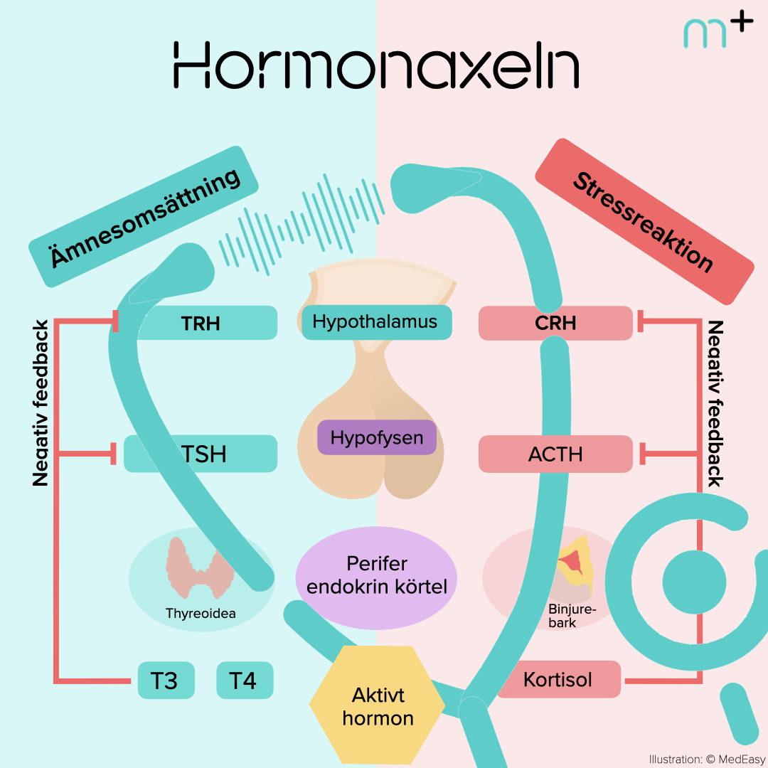 Hormonaxeln